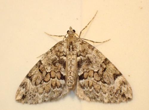 Thera sp.